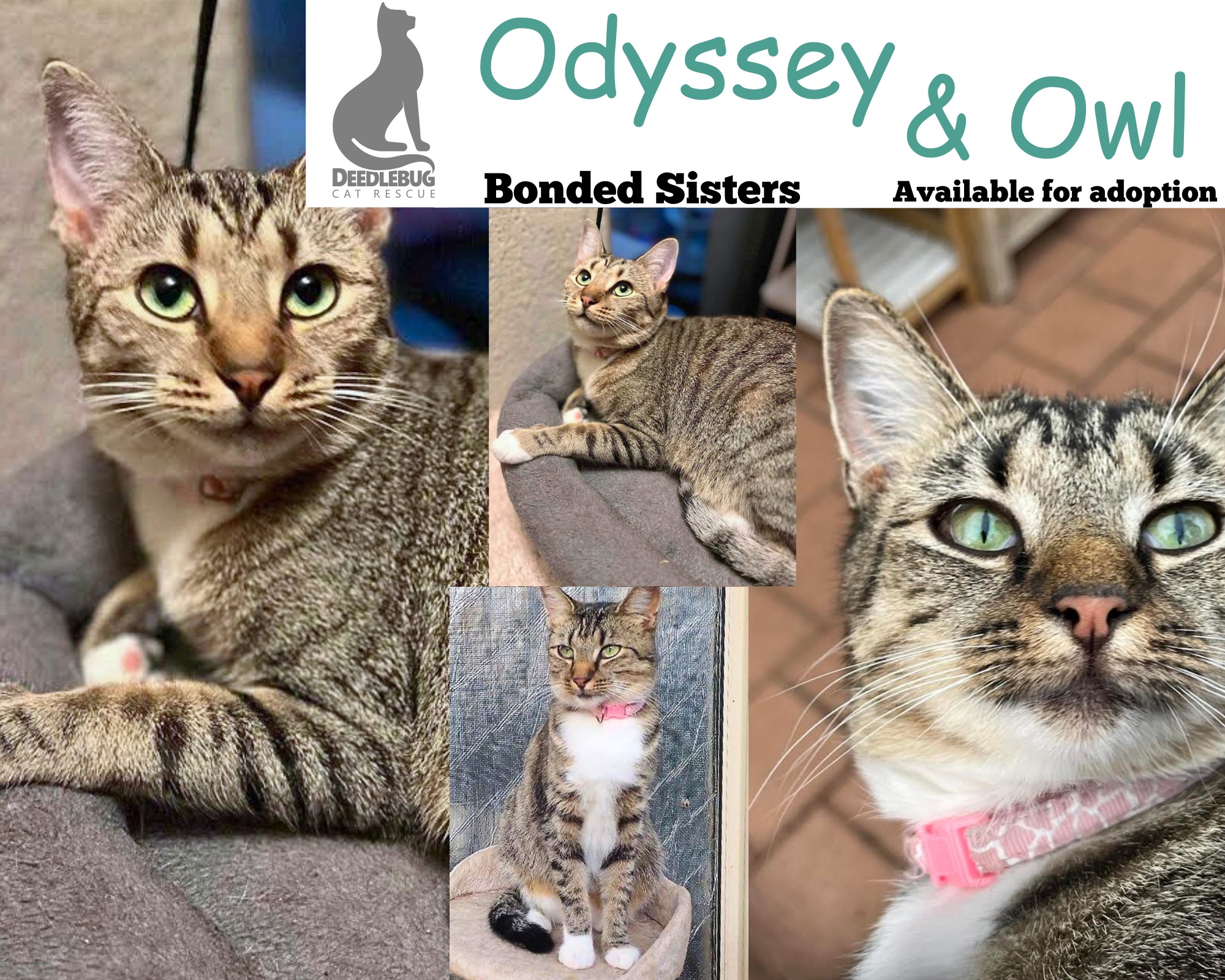 Ooglecat Rescue Adopt – Deedlebug Cat Rescue