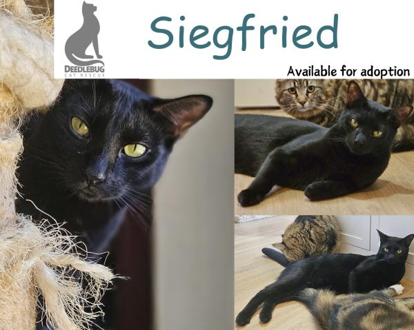 Siegfried