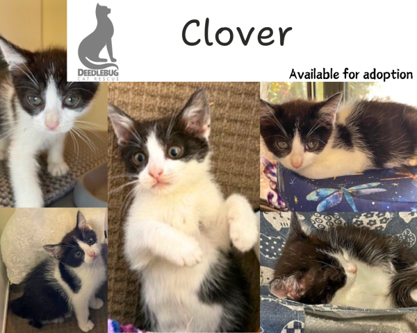 Clover
