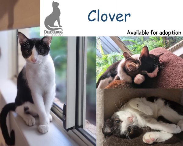 Clover
