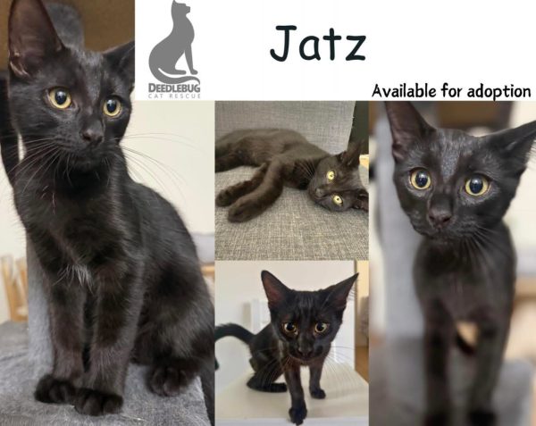 Jatz