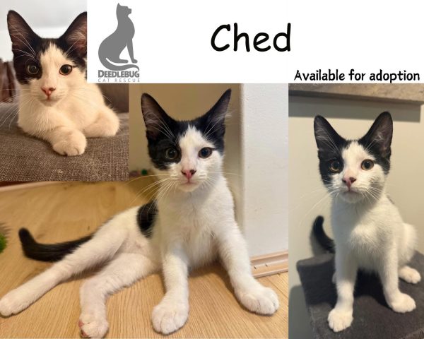 Ched