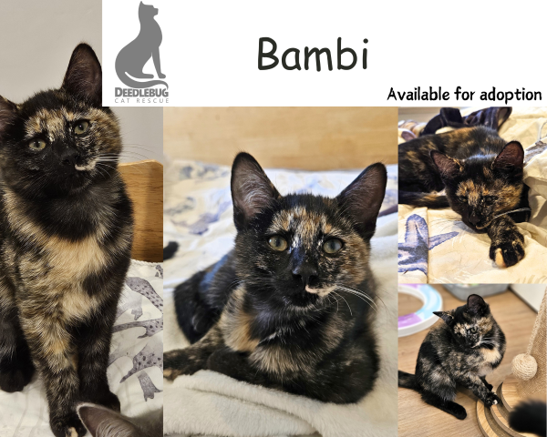 Bambi