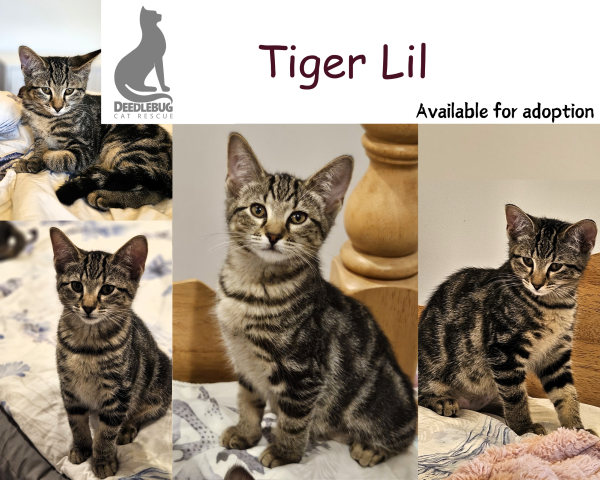 Tiger Lil
