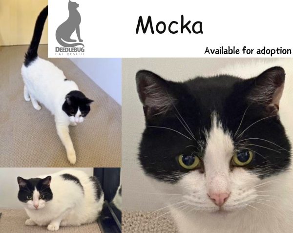 Mocka