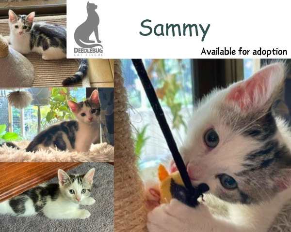 Sammy