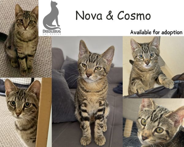 Nova & Cosmo