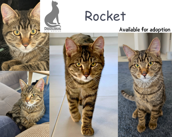 Rocket