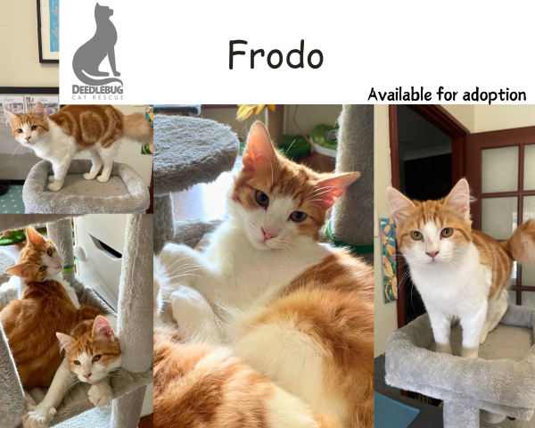Frodo