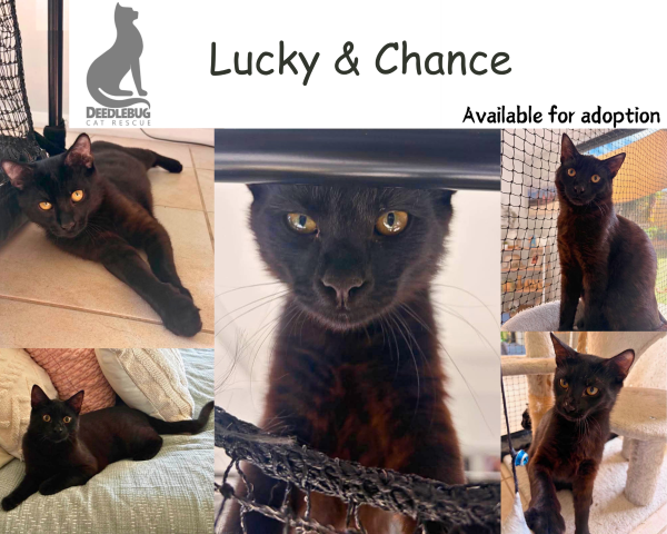 Lucky & Chance
