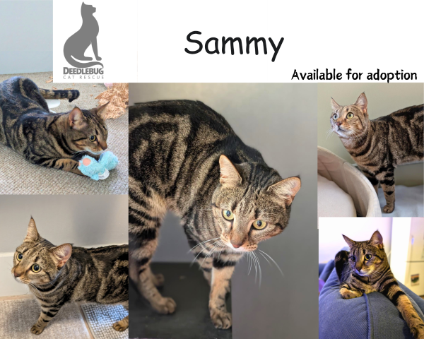 Sammy