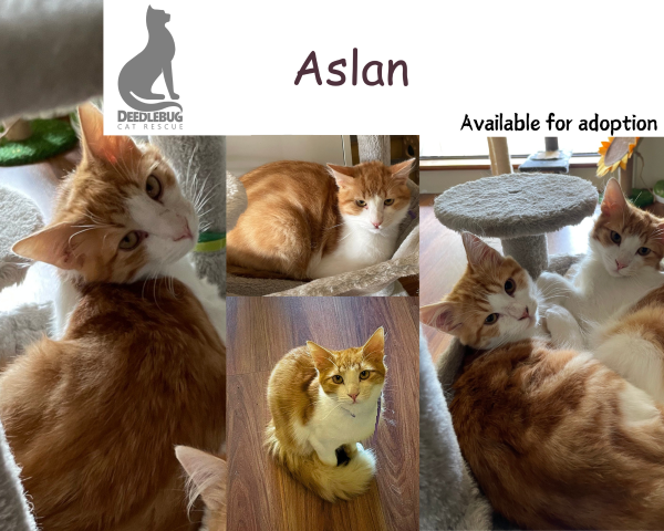 Aslan