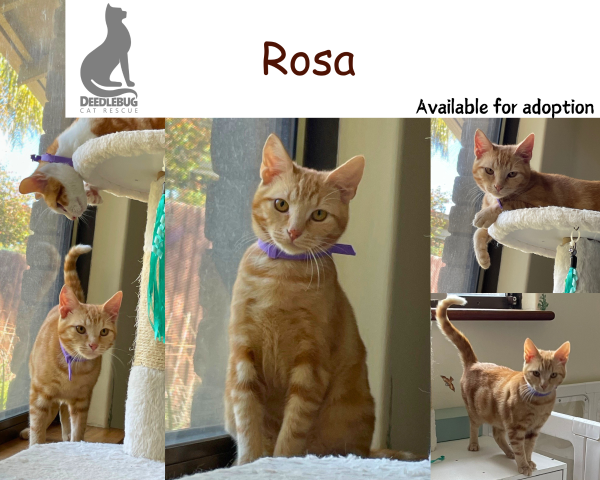 Rosa