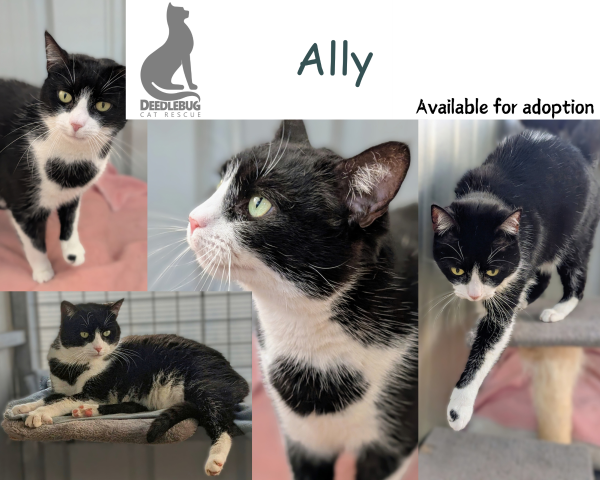 Ally