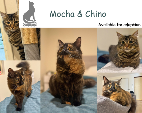 Mocha & Chino